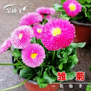 耐寒玛格丽特室内阳台盆栽绿植易种花卉种子花籽 播 四季 雏菊种子