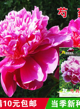 四季易活花籽秋天盆栽室内芍药