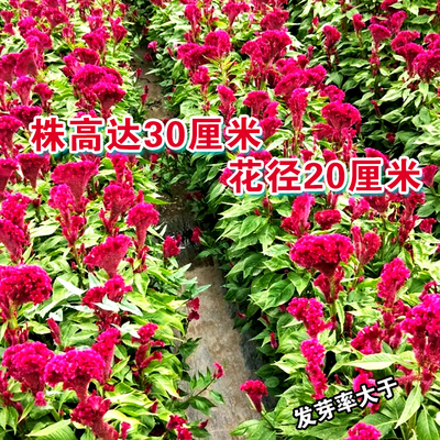 庭院花园盆栽花穗状鸡冠花种子