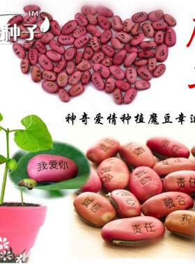 相思豆创意迷你盆栽花卉种子