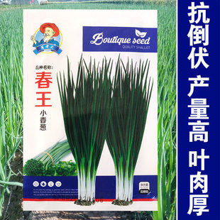 春王小香葱分葱种子耐热寒四季阳台种籽盆栽春季秋冬分多多香葱籽