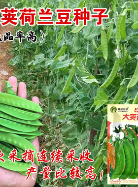 豌豆阳台盆栽蔬菜种子