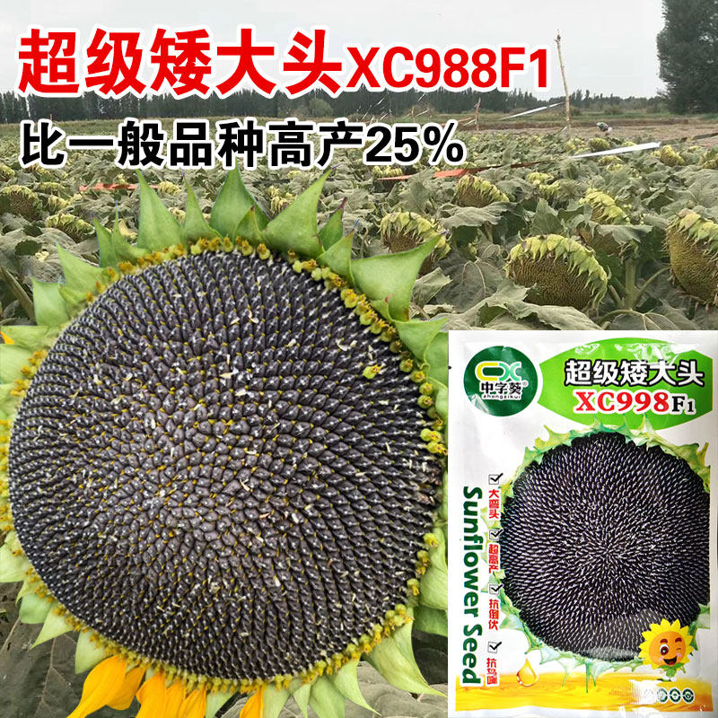 美国矮大头油葵向日葵种子200克矮杆大盘榨油食用葵花籽种孑春季