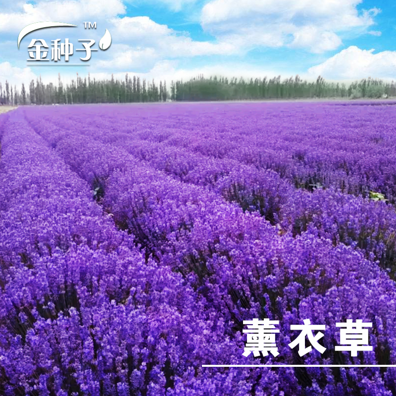薰衣草种子普罗旺斯薰衣草花种四季易种驱蚊香草盆栽庭院花海种子