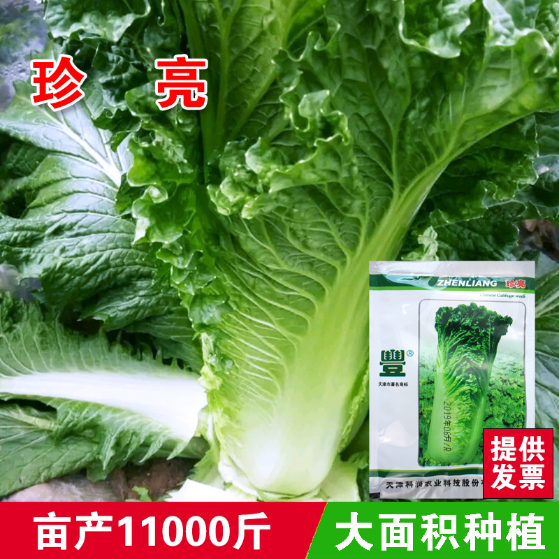 蔬菜直供科润研究所上市大白菜
