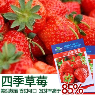 食用奶油大草莓种籽子四季 种植室内阳台盆栽水果农家蔬菜草莓种子
