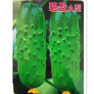 荷花坑唐山秋瓜碧盈B型黄瓜种子水果味秋季 春抗病水果型水果黄瓜