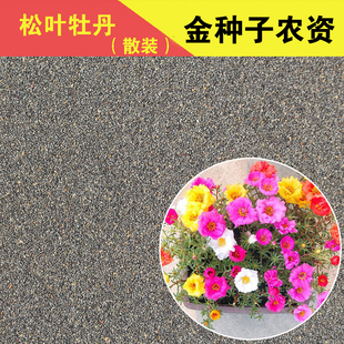 四季盆栽花卉种子太阳花种子松叶牡丹死不了半支莲大花马齿苋