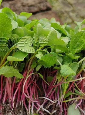 四季速生七天可吃萝卜苗萝卜菜种子阳台水培菜红根萝卜芽苗菜种籽