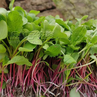 四季速生七天可吃萝卜苗萝卜菜种子阳台水培菜红根萝卜芽苗菜种籽