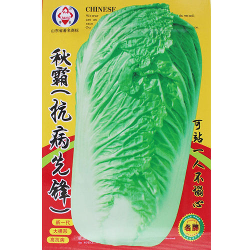 抗病先锋高产秋季包心大白菜