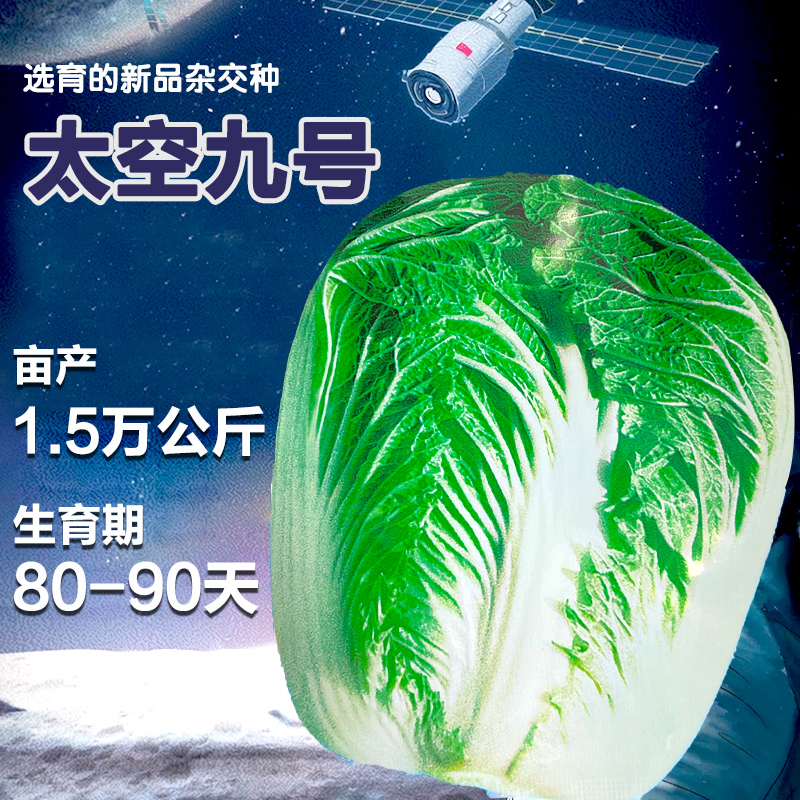 山东太空大白菜种子高产秋季