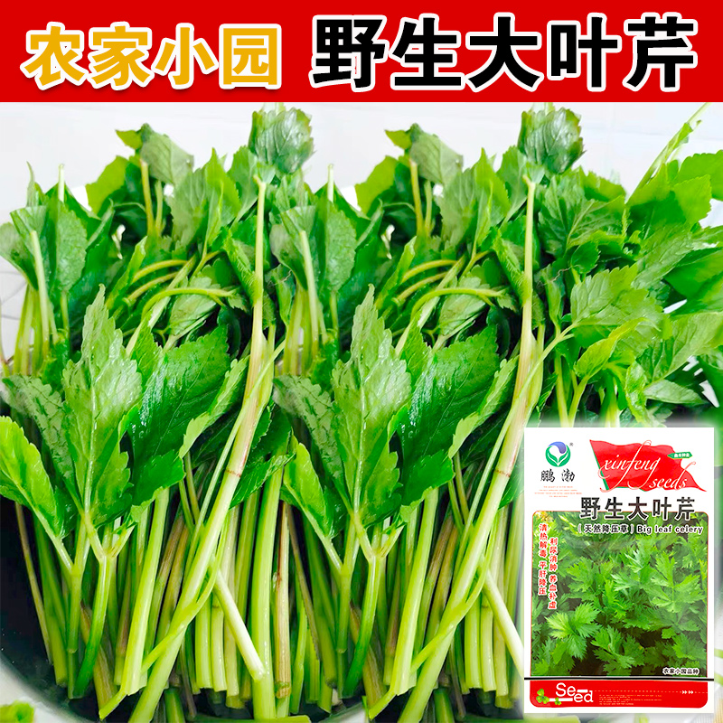 野芹菜种籽野生山芹菜种子水芹菜