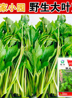 野芹菜种籽野生山芹菜种子水芹菜