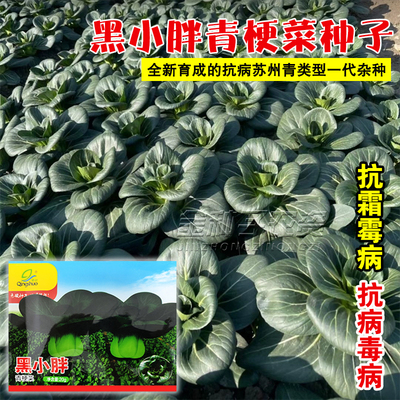 黑小胖苏州青种子墨绿叶柄深绿宽厚杂交青梗菜苏州青类型种孑
