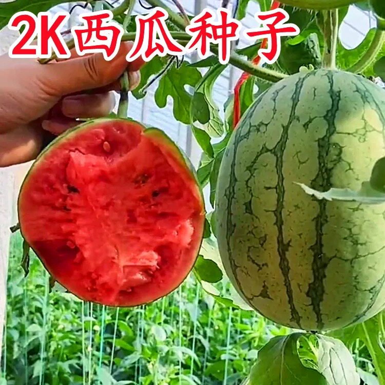 2K西瓜种子皮薄超甜冰淇淋西瓜