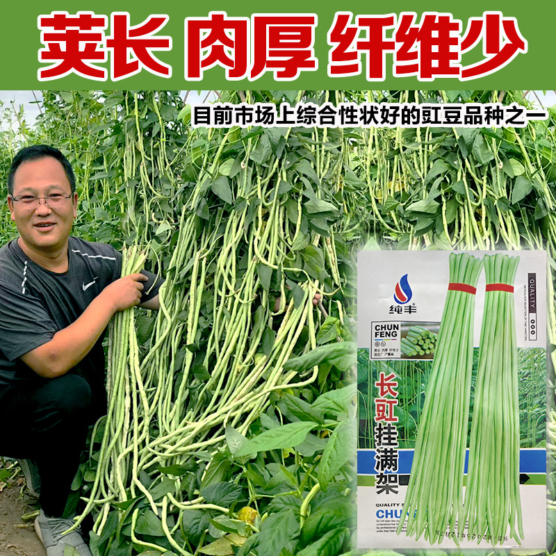 早熟挂满架特长豆角种子爬藤豇豆种子架长豆角地栽蔬果盆栽春季种