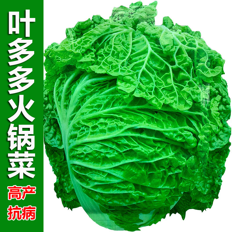 农家火锅白菜贵州多麻叶黄心种子