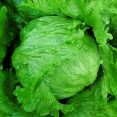 种植蔬菜种子菜种子 当季 结球生菜种籽圆生菜球四季 播美国大速秋季