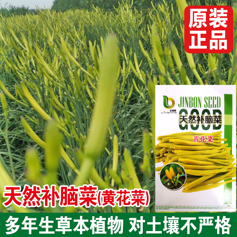 黄花菜种子金针花种籽