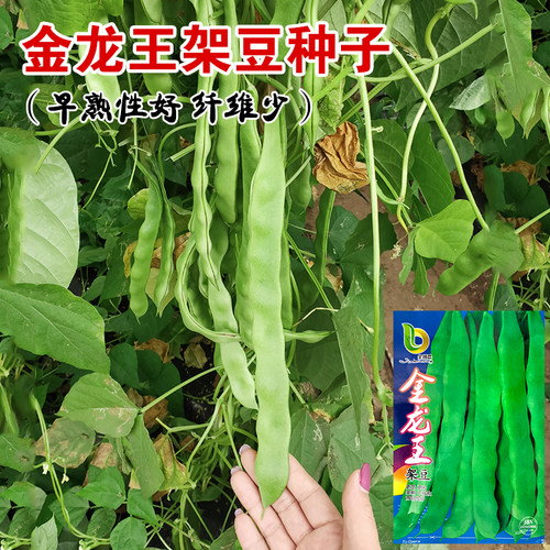 农家蔬菜种孑架豆四季豆种子