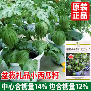 盆栽小西瓜种子早熟黄壤肉小西瓜种籽孑子高产南方四季绿皮黄瓤