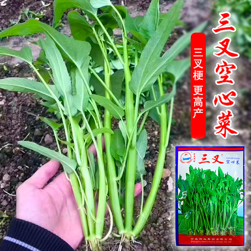 正宗高产三叉空心菜种籽通心菜