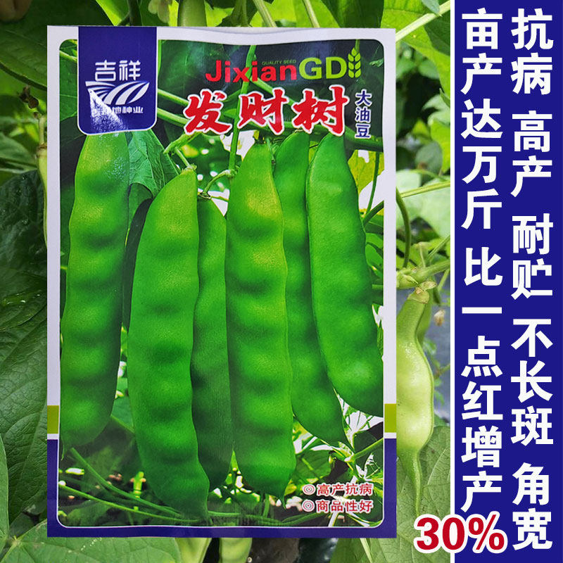 发财树大油豆种籽东北油豆角种子开锅烂宽豆角绿扁架豆蔬菜种孑