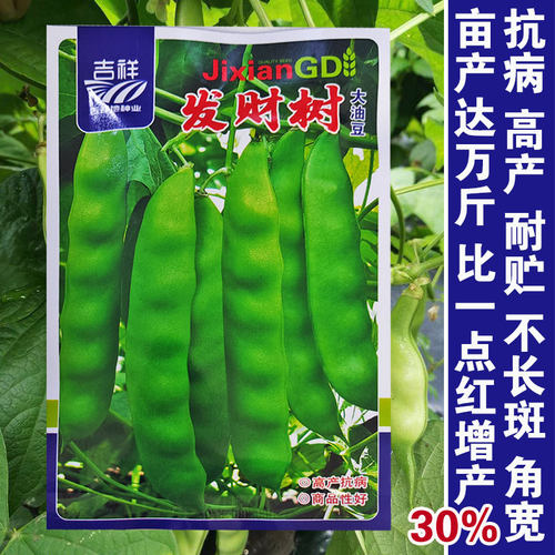 发财树大油豆种籽东北油豆角种子开锅烂宽豆角绿扁架豆蔬菜种孑