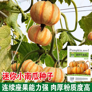 黄贝贝迷你小南瓜种子四季板栗苗味香糯粉甜红绿春秋蔬菜种种籽孑