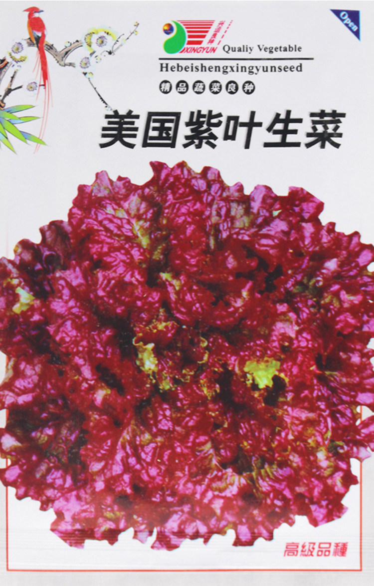 紫叶生菜种子 阳台盆栽营养健康蔬菜种子 四季可播高端蔬菜籽莴苣