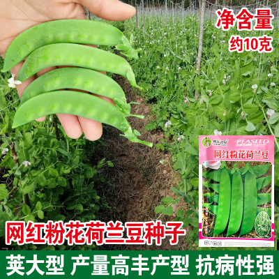 农家四季蔬菜种孑荷兰豆