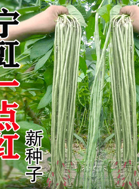 压塌架一点红豆角种子特长四季豆