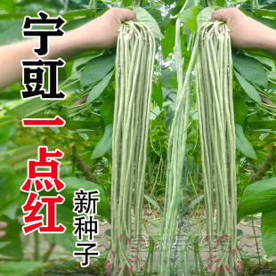 春季 豇豆种籽大全蔬菜孑子 豆秋冬季 压塌架一点红豆角种子特长四季