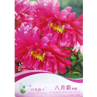 八月菊梦娜观花种子翠菊种子蓝粉黄翠菊景观绿化花卉种子春夏播种