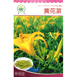 珍品蔬菜种子黄花菜种子蔬菜种子金针菜籽多年生安神菜