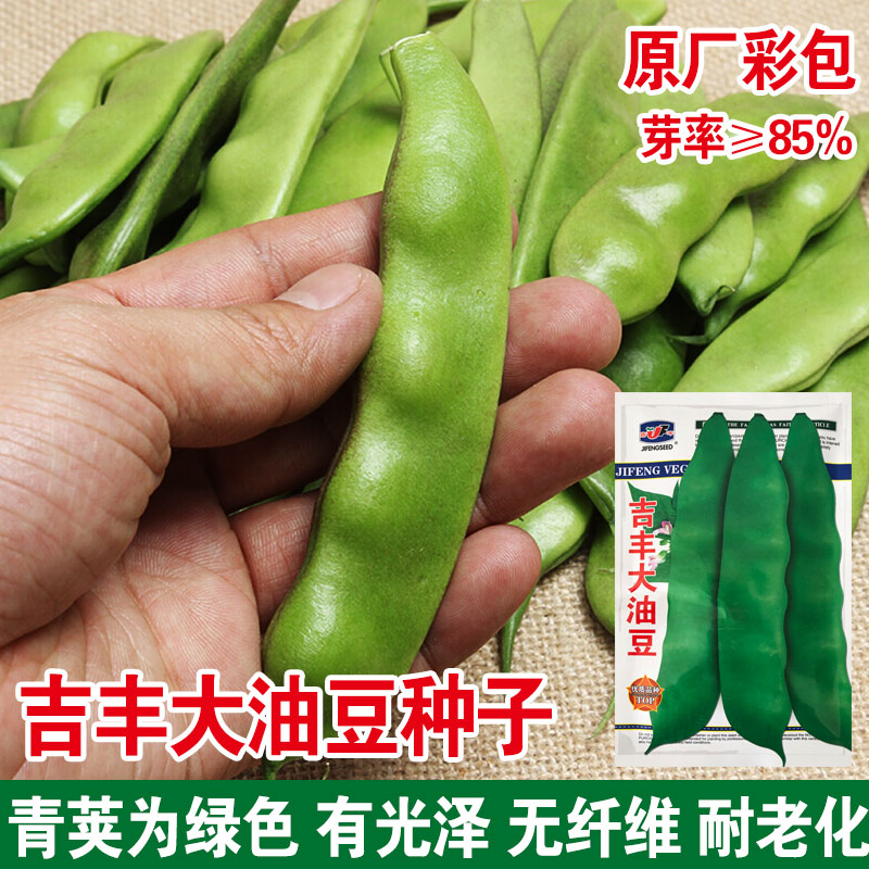 中早熟四季种孑油豆豆角种子图片