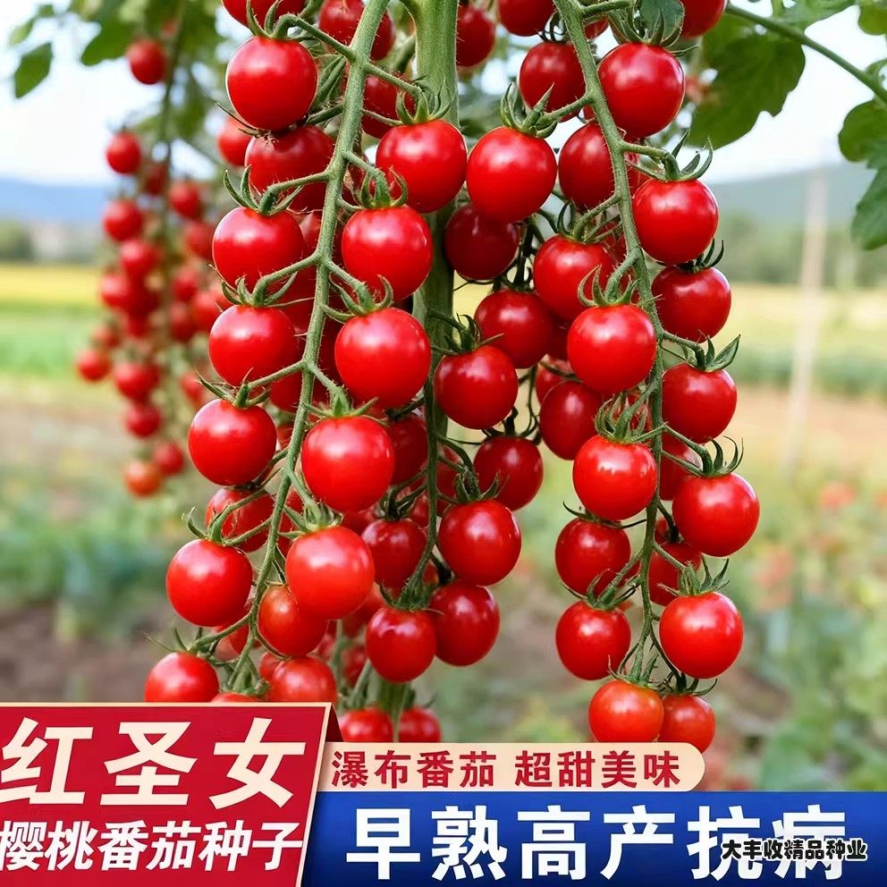 红圣女果种子樱桃小番茄高产蔬菜西红柿种籽孑盆栽黄圣女果蔬菜籽,鲜花速递/花卉仿真/绿植园艺,家庭园艺种子,淘宝优惠券,粉丝福利购,淘宝优惠卷