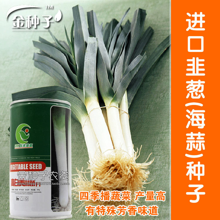 进口蒜苗种子 韭葱种子 海蒜种子青蒜种子四季种蔬菜口感佳味道好