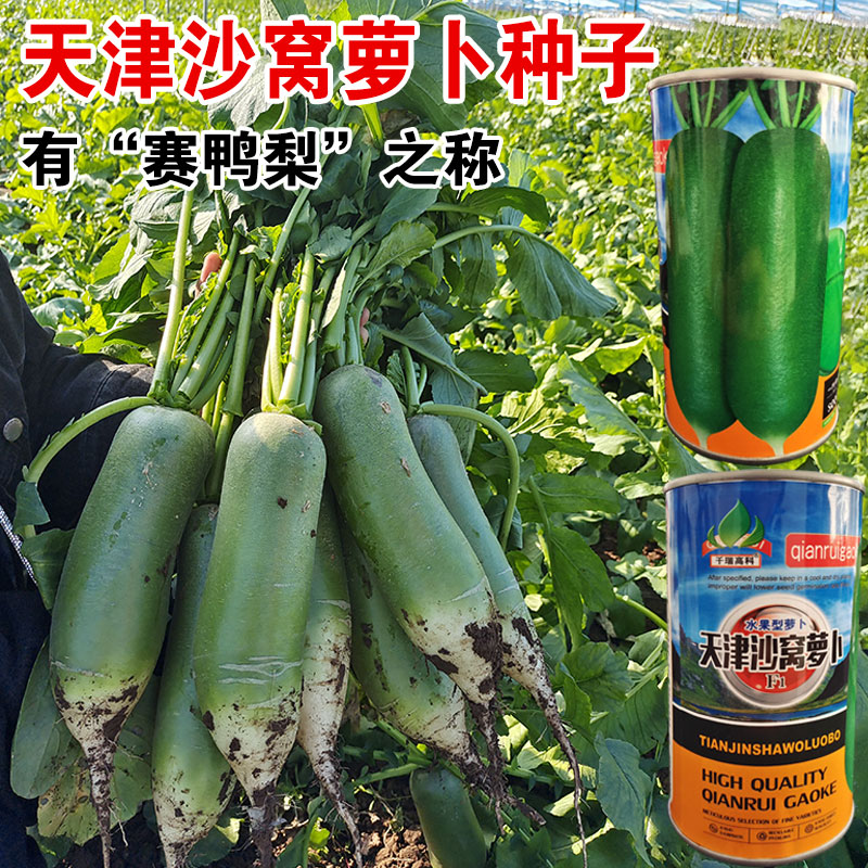天津沙窝萝卜种子好吃好卖