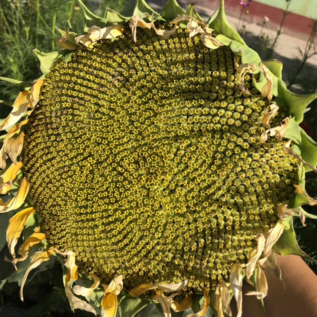 美国矮大头油葵种子997油葵向日葵种子葵花籽出油高产 春夏季播种
