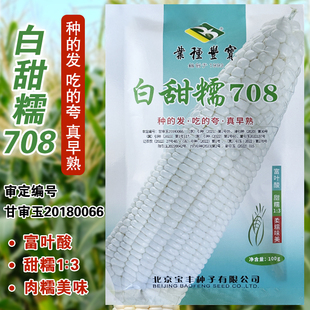白甜糯708甜糯玉米种子大田基地大棒杂交品种香甜糯蔬菜玉米种籽