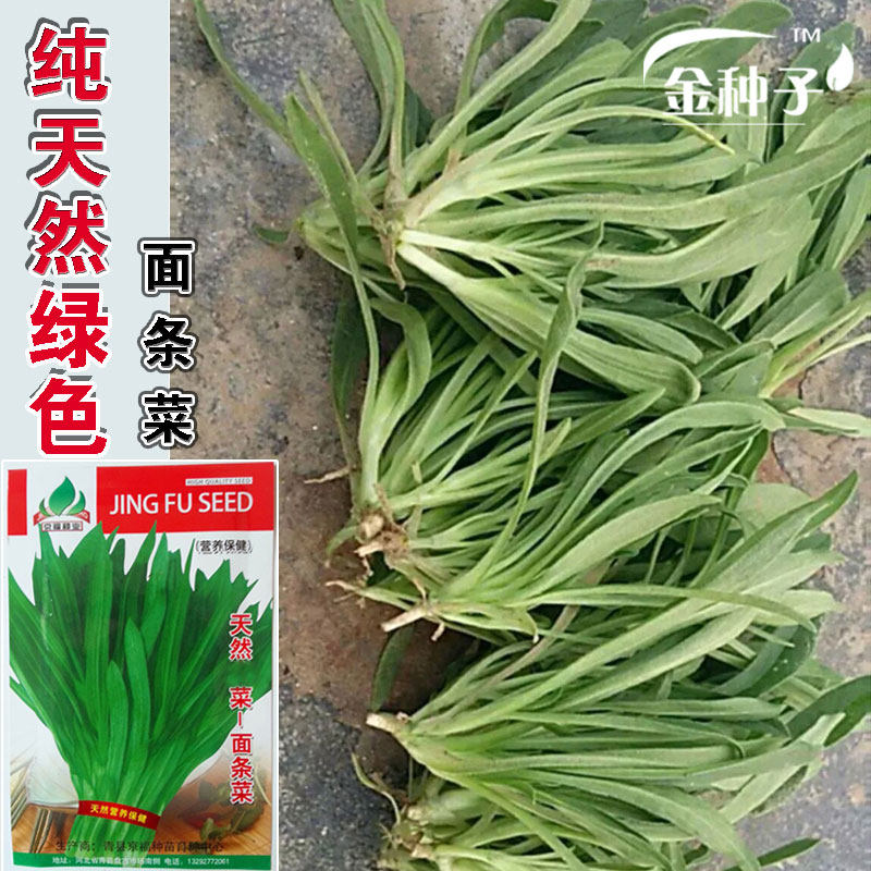 【天然面条菜种子】 全国春秋露地 菜园栽培 四季蔬菜营养老味道