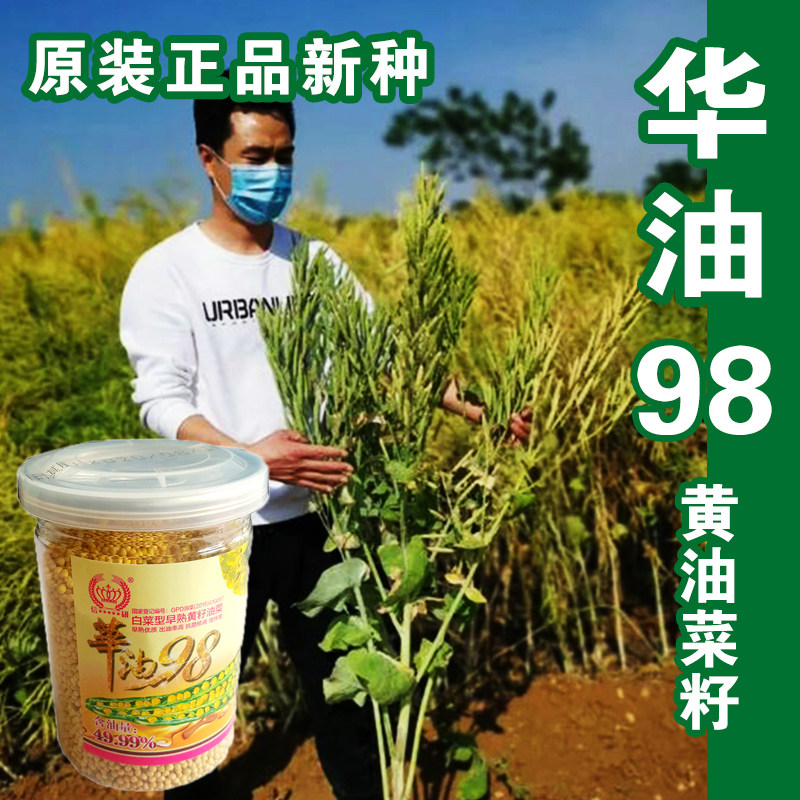 油菜籽观赏油菜花种子食用榨油油菜黑黄油菜种籽北方耐寒高产观赏