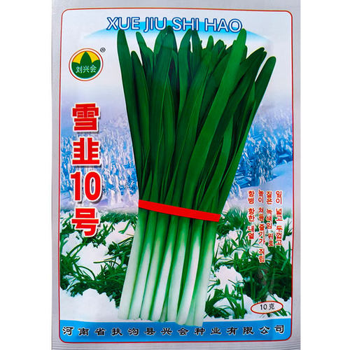 雪韭王韭菜种子791根不休眠汉中