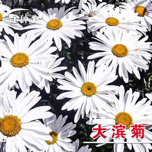 大滨菊种子 白菊花 花卉种子盆栽 花卉盆景室内盆栽花 多年生宿根