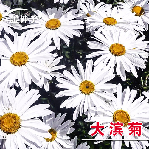 白菊花种子价格 白菊花种子图片 星期三