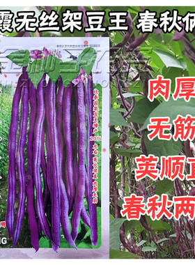 紫色无筋架豆王种子泰国无筋豆