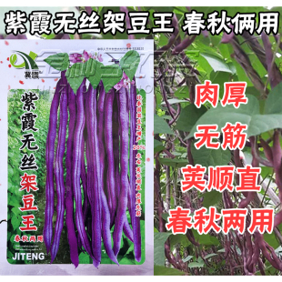 紫色无筋架豆王种子泰国无筋豆种籽豆角长芸豆蔬菜四季豆青豆高产