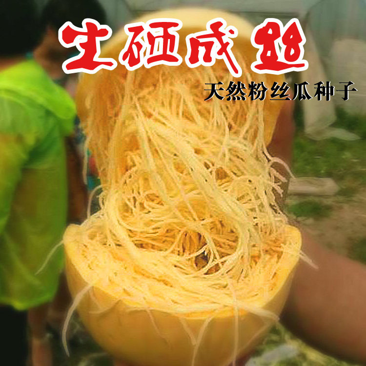 百花仙子金丝搅瓜种子春季夏季秋季种子 阳台盆栽 老蔬菜粉丝南瓜